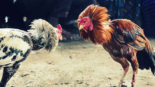 Memahami Cara Bermain Judi Sabung Ayam Dalam 10 Menit